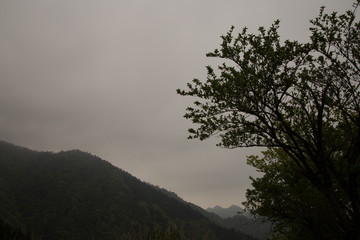Fototapeta na wymiar Foggy forest with rain drops sound