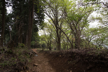 Foggy forest with rain drops sound