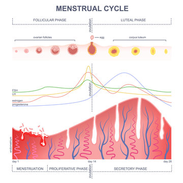 scheme of the menstrual cycle