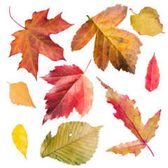 Collection of autumn leaves isolated on white background