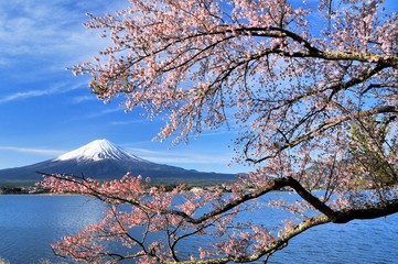 富士山と桜