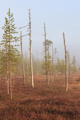 Obraz premium Morning fog on the bog