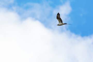 Osprey flying
