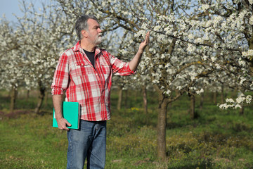 Farmer or agronomist examine blossoming plum orchard, Caucasian male