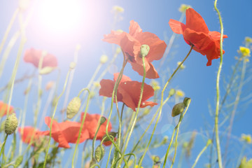 Poppy / beautiful poppy and blue sky with sun
