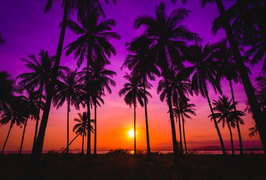 Silhouette coconut palm trees on beach at sunset. Vintage tone