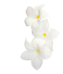 Three tropical flowers (Plumeria) isolated on white.