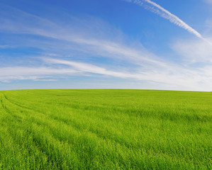 field of green ears and cloudy sky