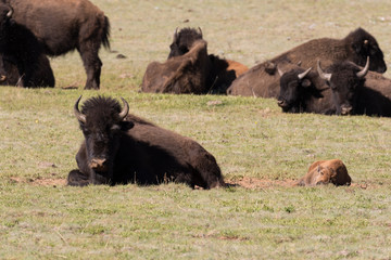 Bison Herd