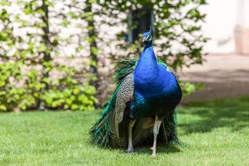 Obraz premium Peacock in palace gardens in Prague, Czech Republic.