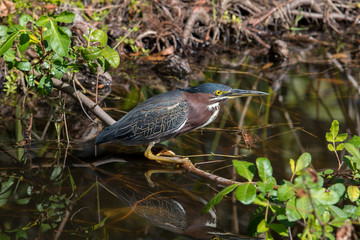 Green Heron / Green Heron perched on branch with reflection in water
