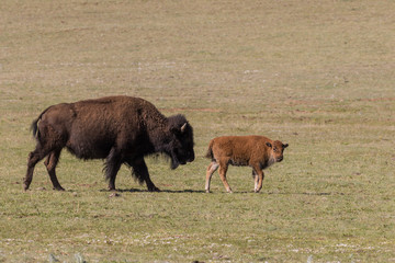 Bison Cow and Calf