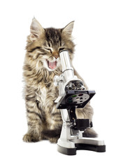 gray kitten and microscope
