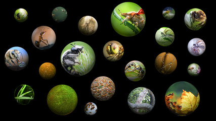 Portraits of insects in the balls - spheres. Concepts and Topics, Concepts, environment, nature, ecology, the study of species, red data book, endangered species of insects, biology