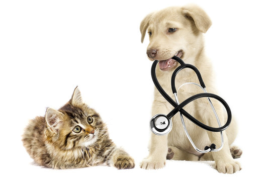 tabby kitten and puppy with a stethoscope