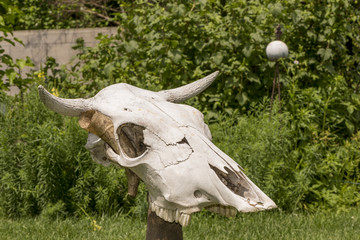 Animal skull