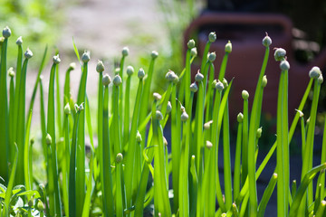 Fototapeta na wymiar Green spring onion in growth at vegetable garden