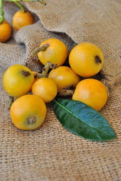 Nespole. Mespilus germanica