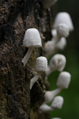 Mushrooms on rubber tree