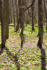 Japanese dog's tooth violet and Corydalis yanhusuo