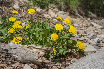 Dandelion Flowers