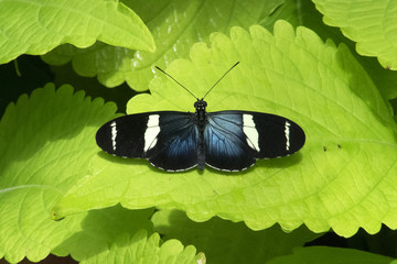 Butterfly 2016-71 / Blue butterfly on green leaf