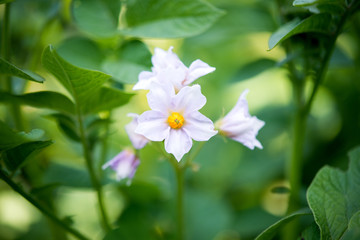 potato flowers
