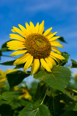 Sunflower (ひまわり)