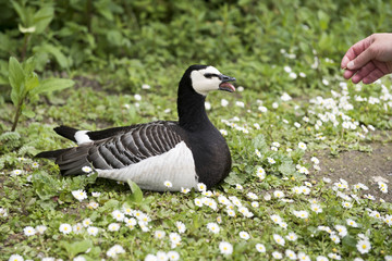Annoyed black and white barnacle goose resting in a grassy area surrounded by daisy flowers. 