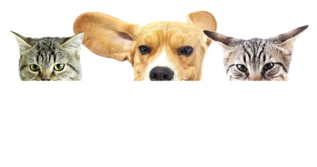 Group of cats and dog in front of white background with space for your text
