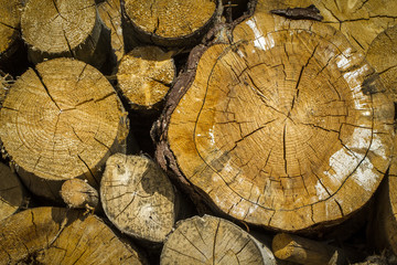 Log cross-section