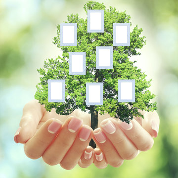 Hands holding family (genealogy ) tree with blank frames, on nature background