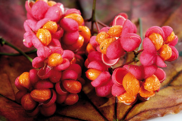Blüten der Pfaffenhütchen (Euonymus europaeus), close-up