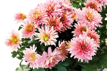 Chrysanthemum Blumen (Chrysanthemum indicum), close-up