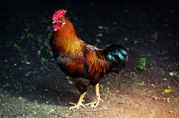 Cock in the yard