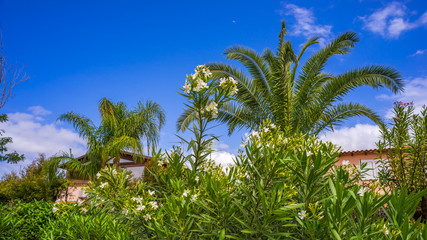 Naklejka na ściany i meble Branches of beautiful white bougainvillea and palm tree in blue