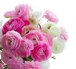 Pink and white ranunculus flowers