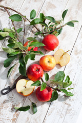 Rote Äpfel,Ecolette, Zweig, Blatt, Blätter, heller Holzuntergr © tunedin