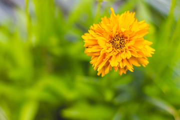 Orange flower, green bokeh background.