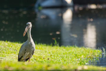 Asian openbill looking for food at riverside