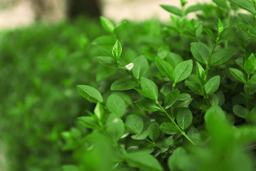 Green bushes  outdoors.