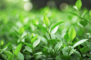 Green bushes  outdoors.
