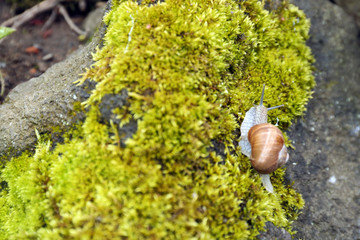 Snail in the moss
