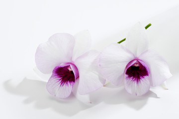 Zwei weiss violette Orchidee (Orchidaceae)