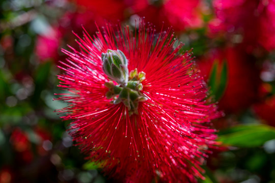 Beautiful red bottlebrush (Callistemon) tree flowers/blooms Sici
