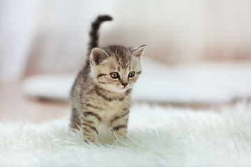Small cute kitten on carpet