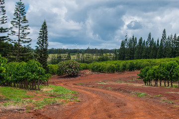 Coffee plants growing in the rich volcanic soil on the North Shore of the tropical Island of Oahu.
