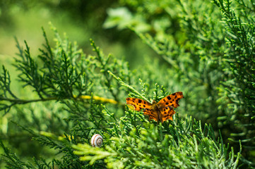 snail butterfly