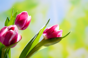 Drei rot weisse Tulpen (Tulipa), heller Holzuntergrund, Holztisc