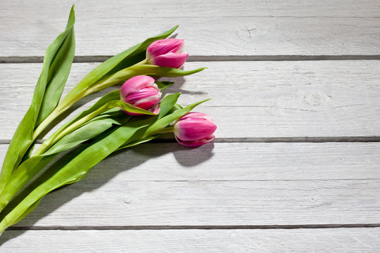 Rot weisse Tulpen (Tulipa), heller Holzuntergrund, Holztisch, Te